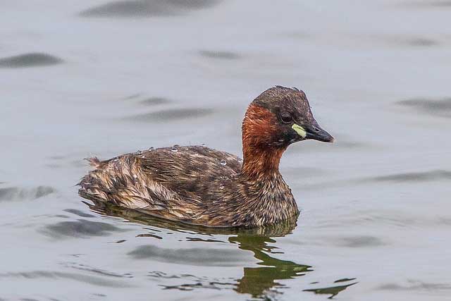 16 01 17 little grebe