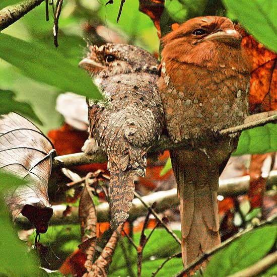 The World's Ugliest Birds - British Bird Lovers