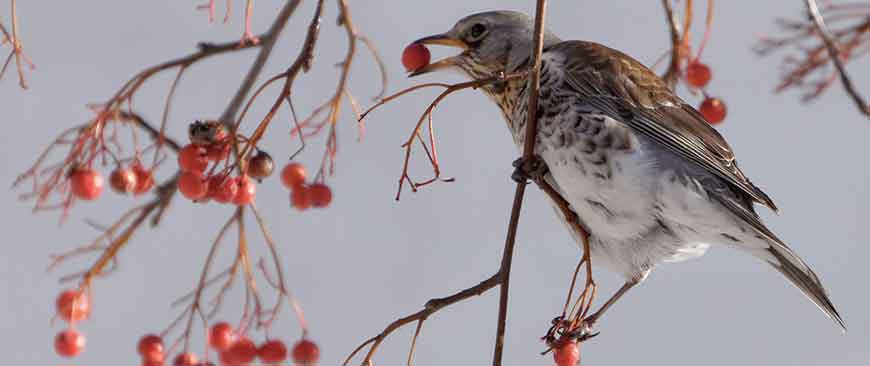 Home British Bird Lovers